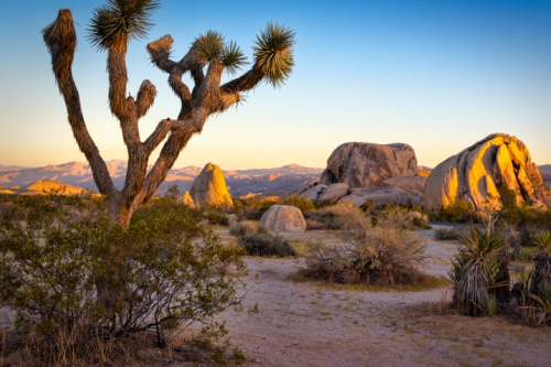 joshua tree national park 012.png