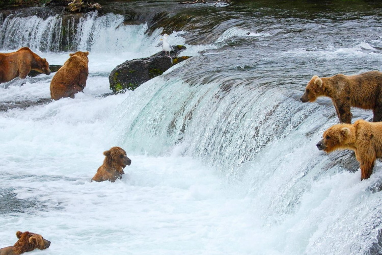 brooks falls alaska.jpg