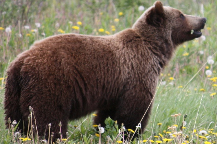 canada bear haines.jpg