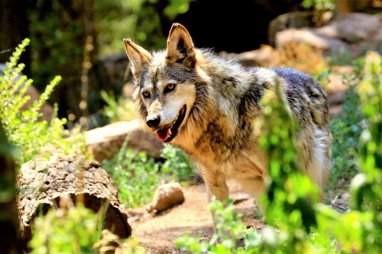 cheyenne wolf-3030672_1280.jpg