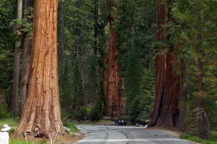 sequoia national park sequoia-trees-53183_1280.jpg