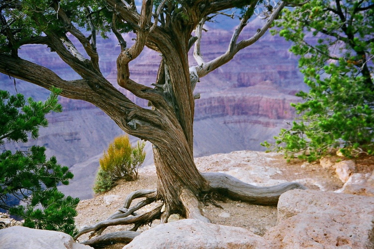 grand-canyon-5946657_1280.jpg