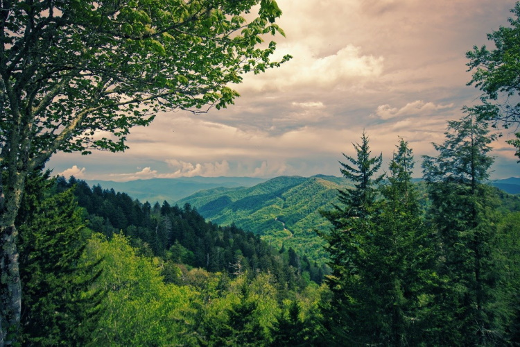 great smoky mountains forest-g79b4c1a62_1280.jpg