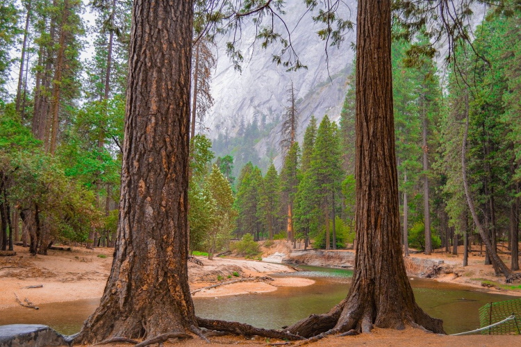 yosemite sequoia -5240527_1280.jpg