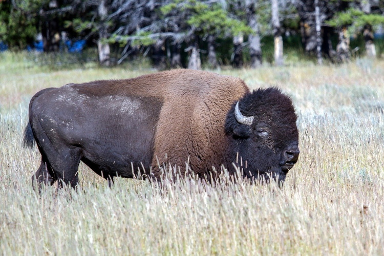 yellowstone -national-park-1760536_1280.jpg