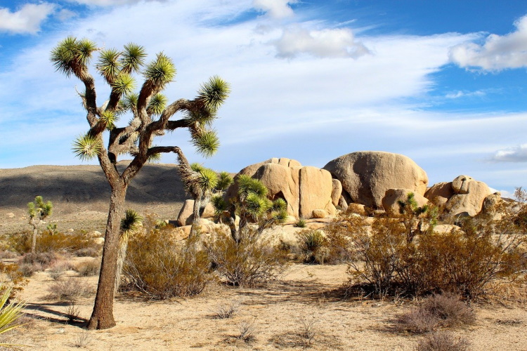 joshua tree national park 74399_1280.jpg