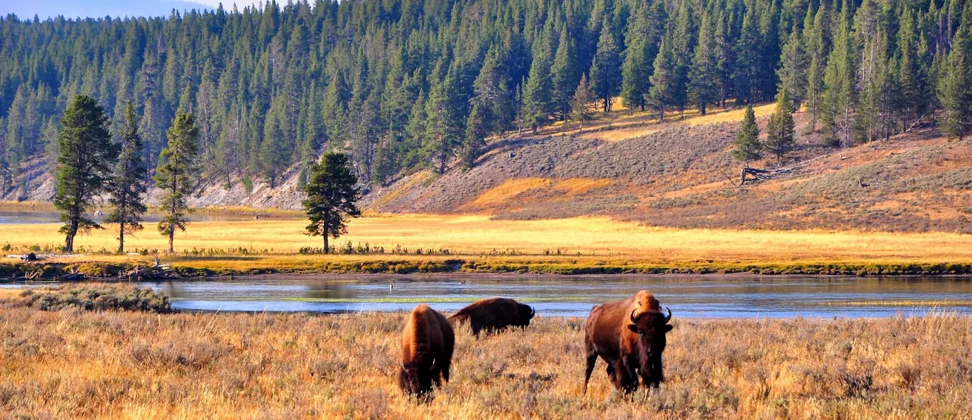 yellowstone national park - bizons.webp