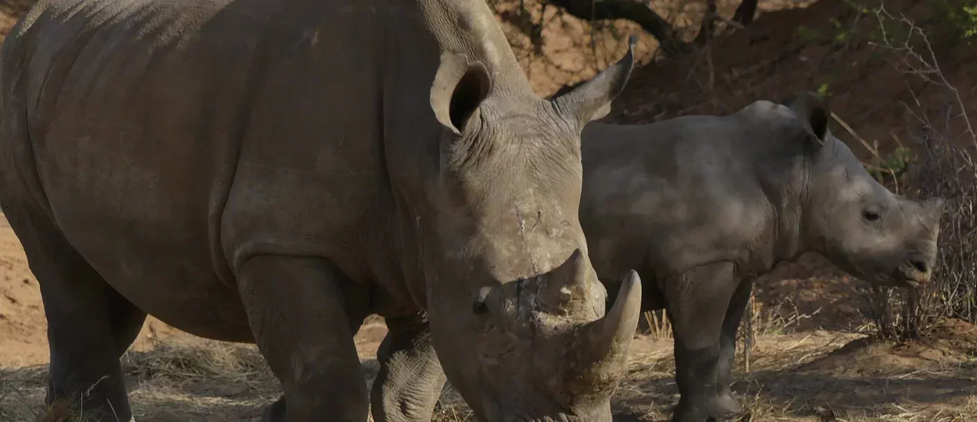 etosha - neushoorn (2) - kopie.webp