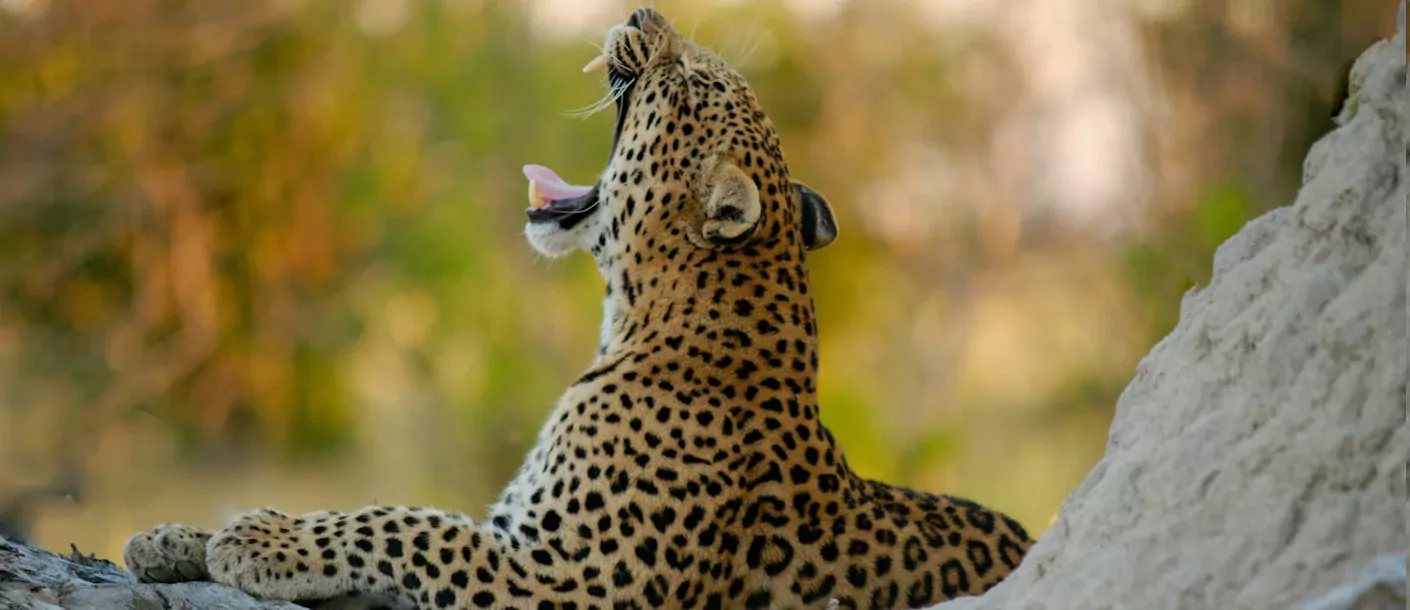 okavango delta - luipaard (2).webp