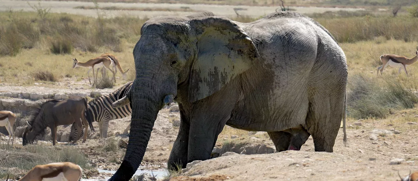 etosha - olifanten en gazelle - kopie.webp