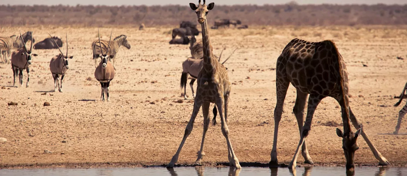 etosha - giraffe bij waterplas.webp