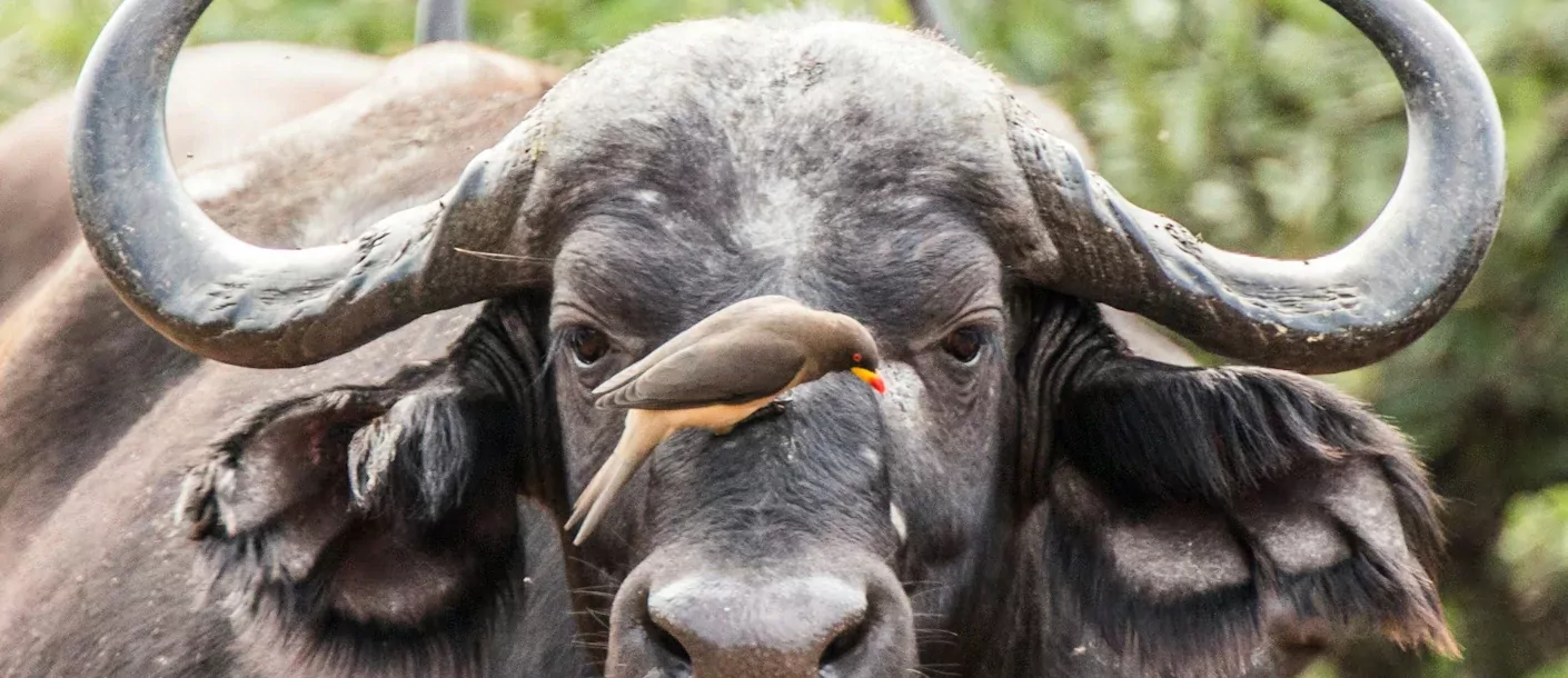 kruger - buffel.webp