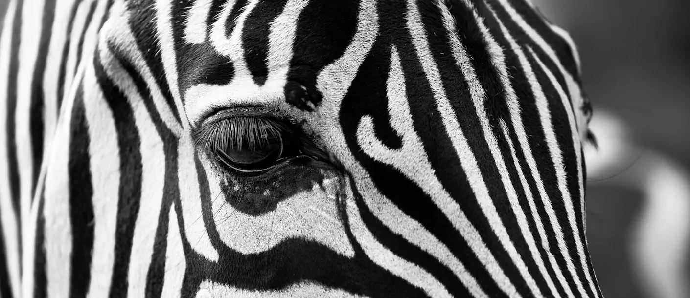 kruger - zebra hoofd.webp