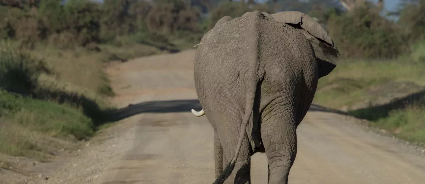 hluwehluwe - olifant van achteren.webp