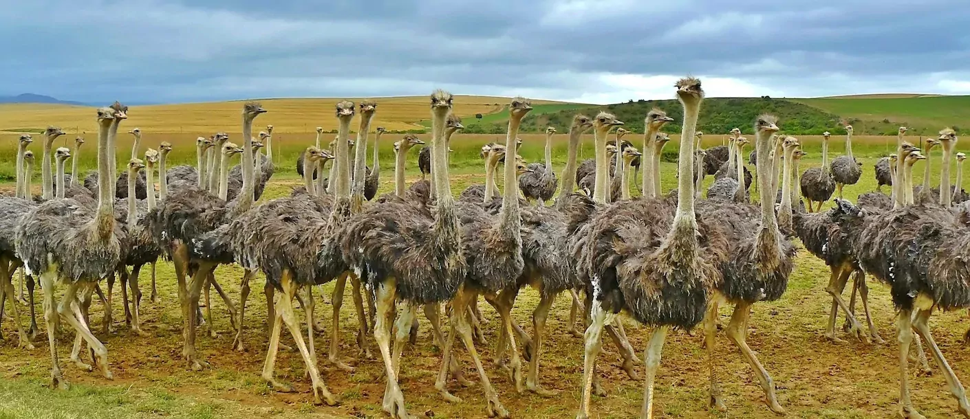 oudtshoorn - struisvogels.webp