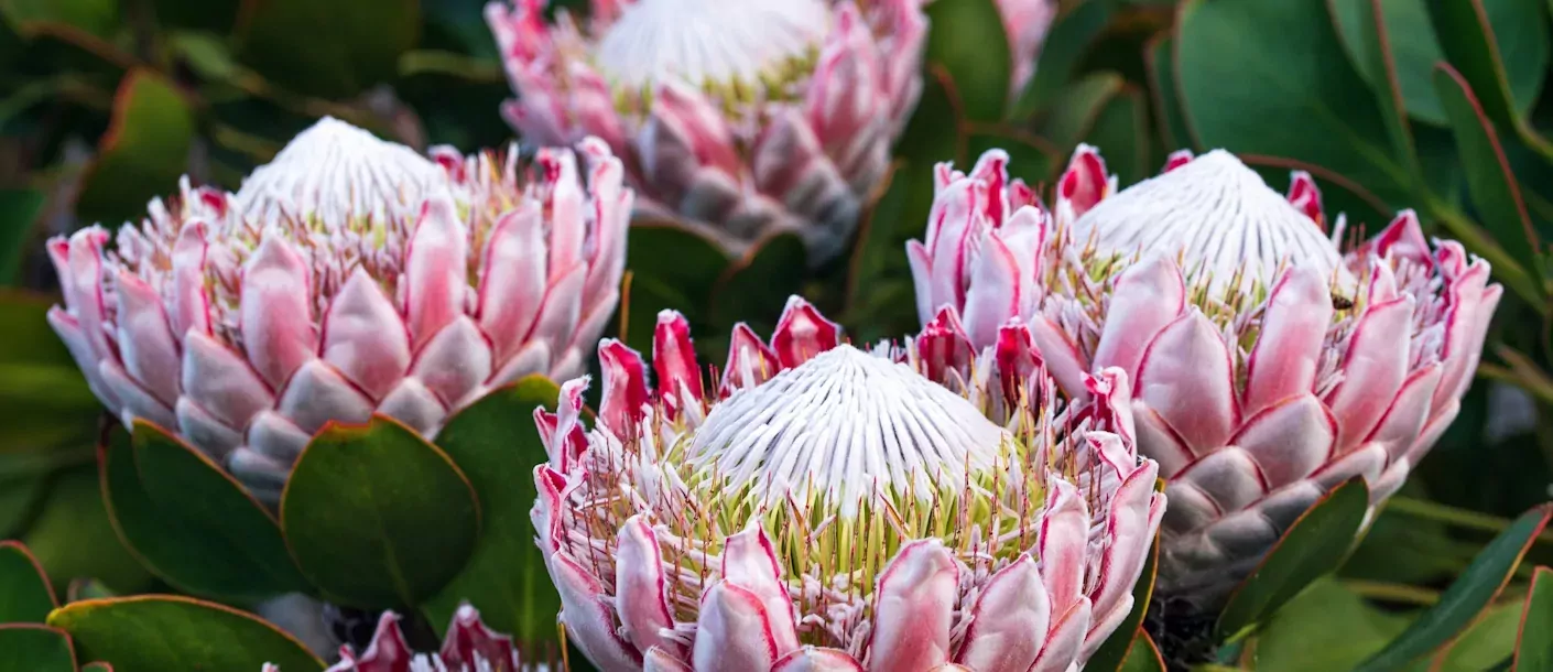 protea.webp