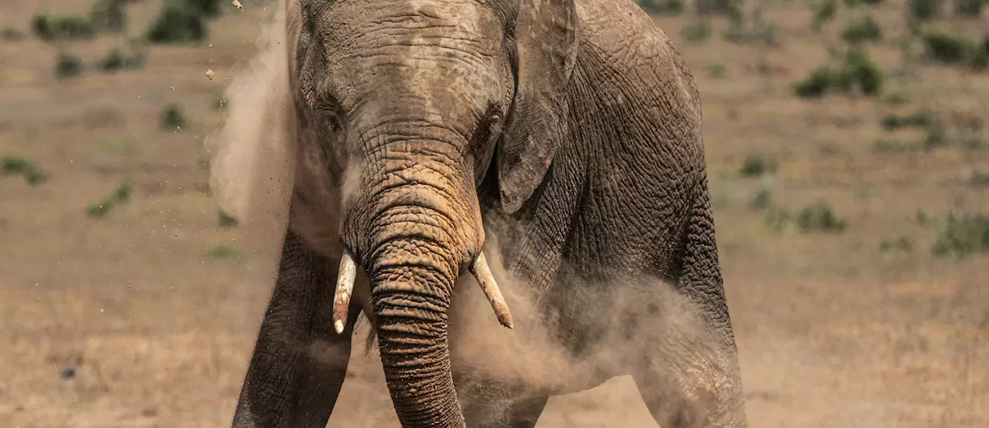 addo - olifant (2).webp