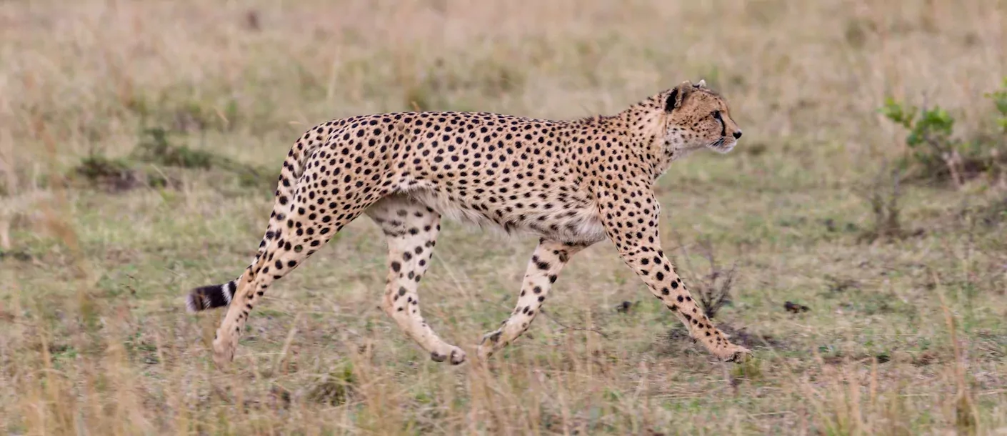 kruger - cheetah.webp