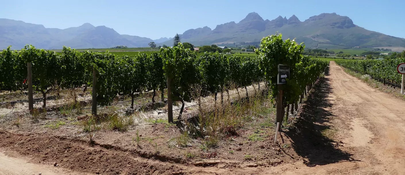 stellenbosch (3).webp