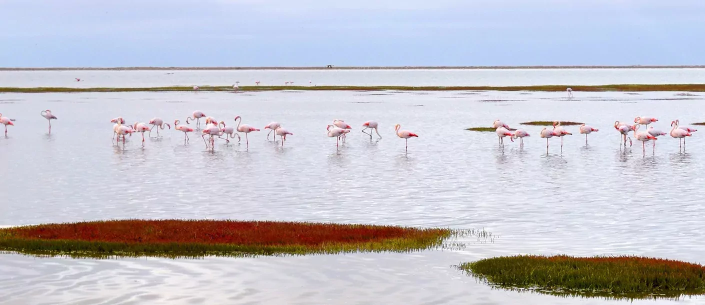 walvisbaai - flamingos.webp