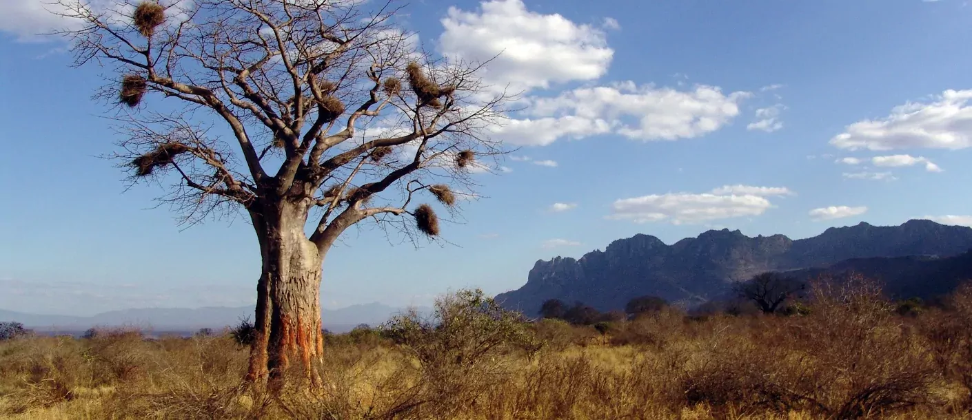 baobab boom.webp