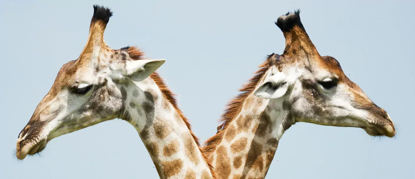 kruger - giraffes.webp