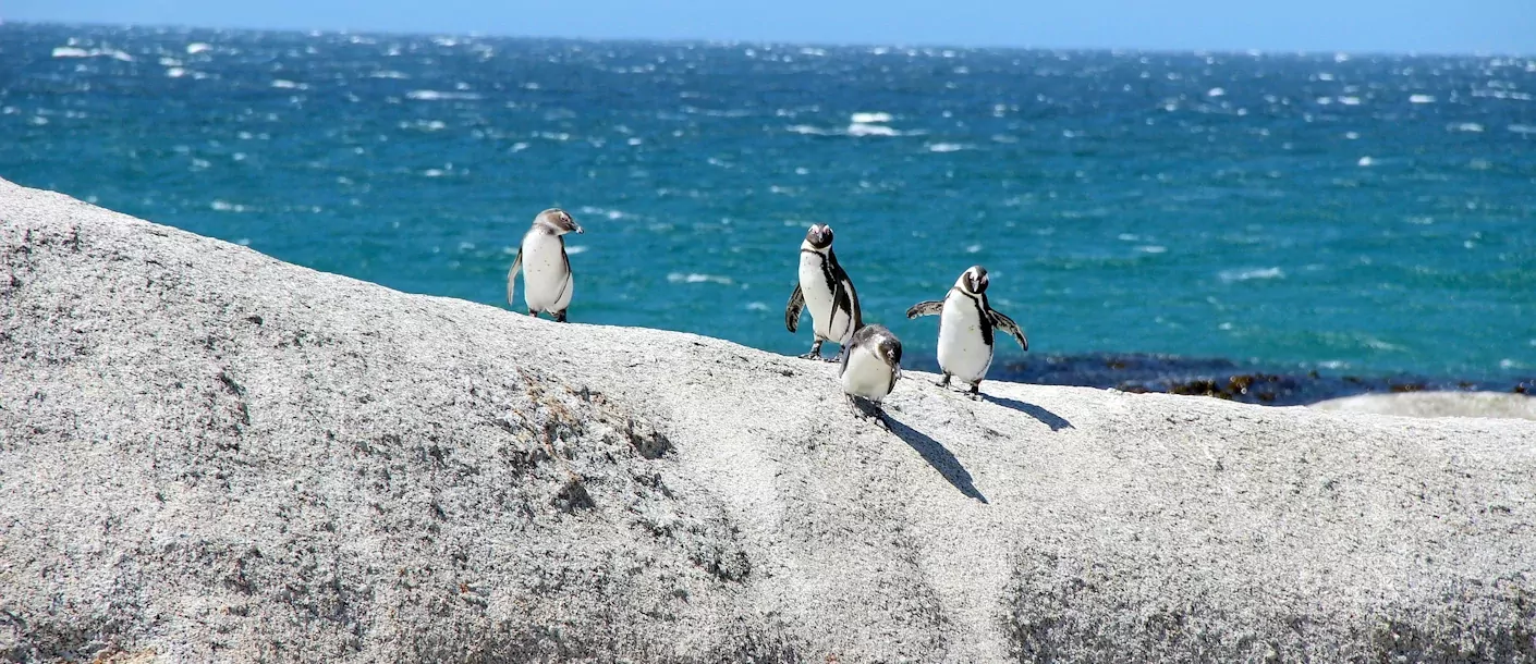 gansbaai - jackass pignuins.webp