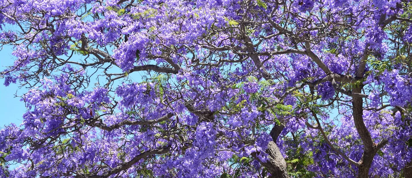 pretoria - jacaranda boom.webp