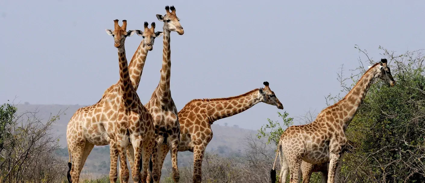 hluwehluwe - giraffe.webp