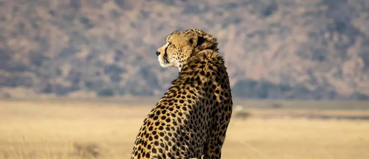 addo - cheetah.webp