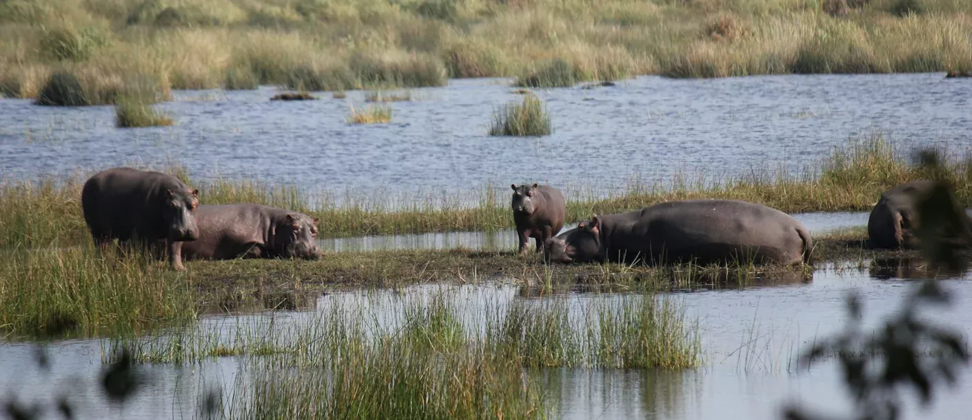 st. lucia - isimangaliso wetland park - nijlpaarden.webp