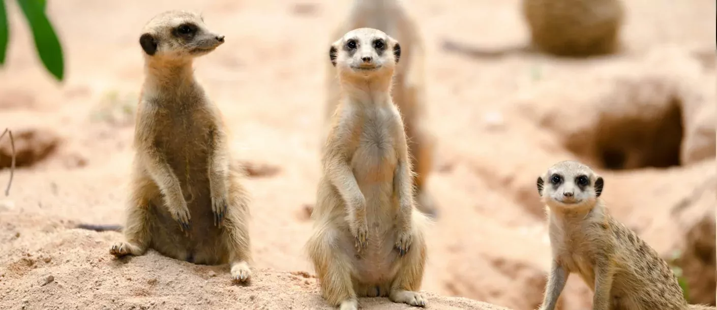 mapungubwe national park - meerkat.webp