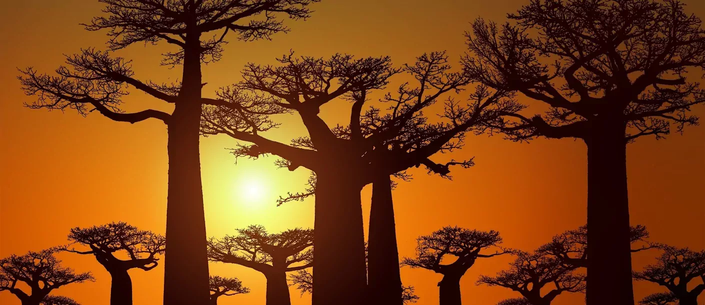 mapungubwe national park - baobab bomen.webp