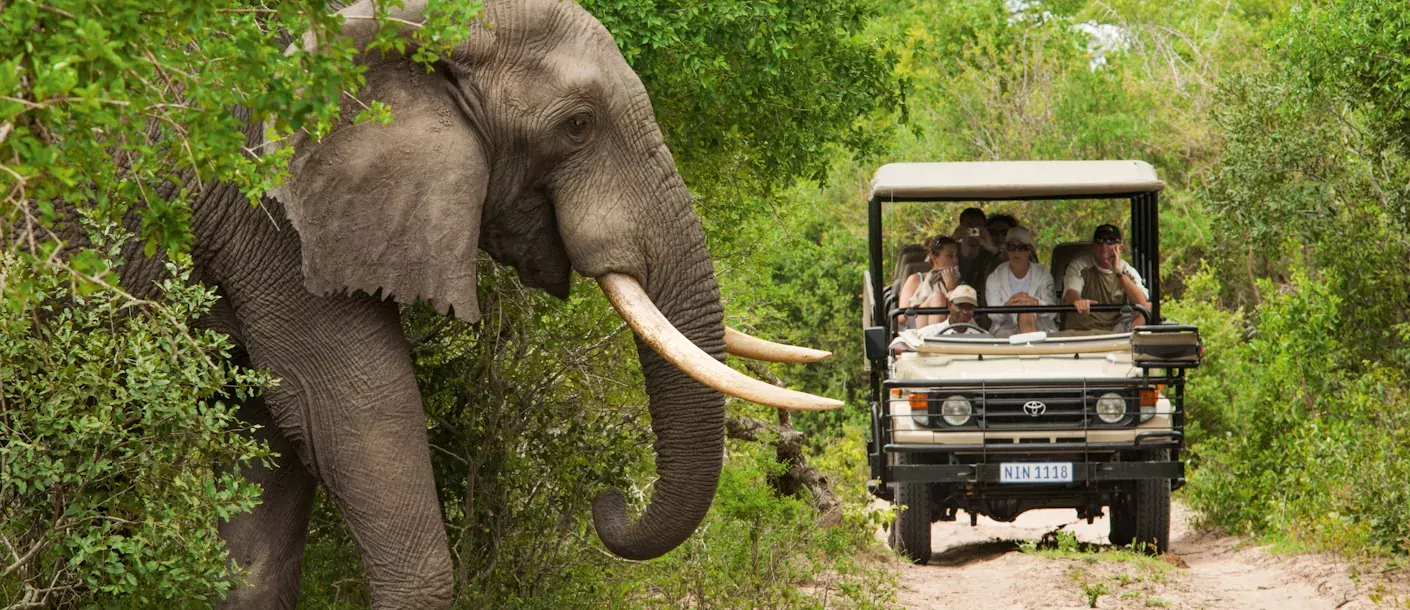 kruger - olifant en jeep.webp