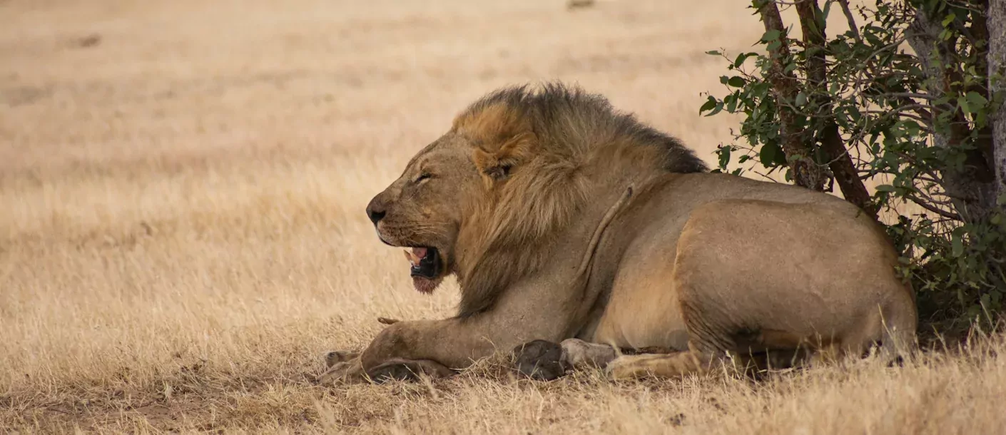 etosha - leeuw.webp