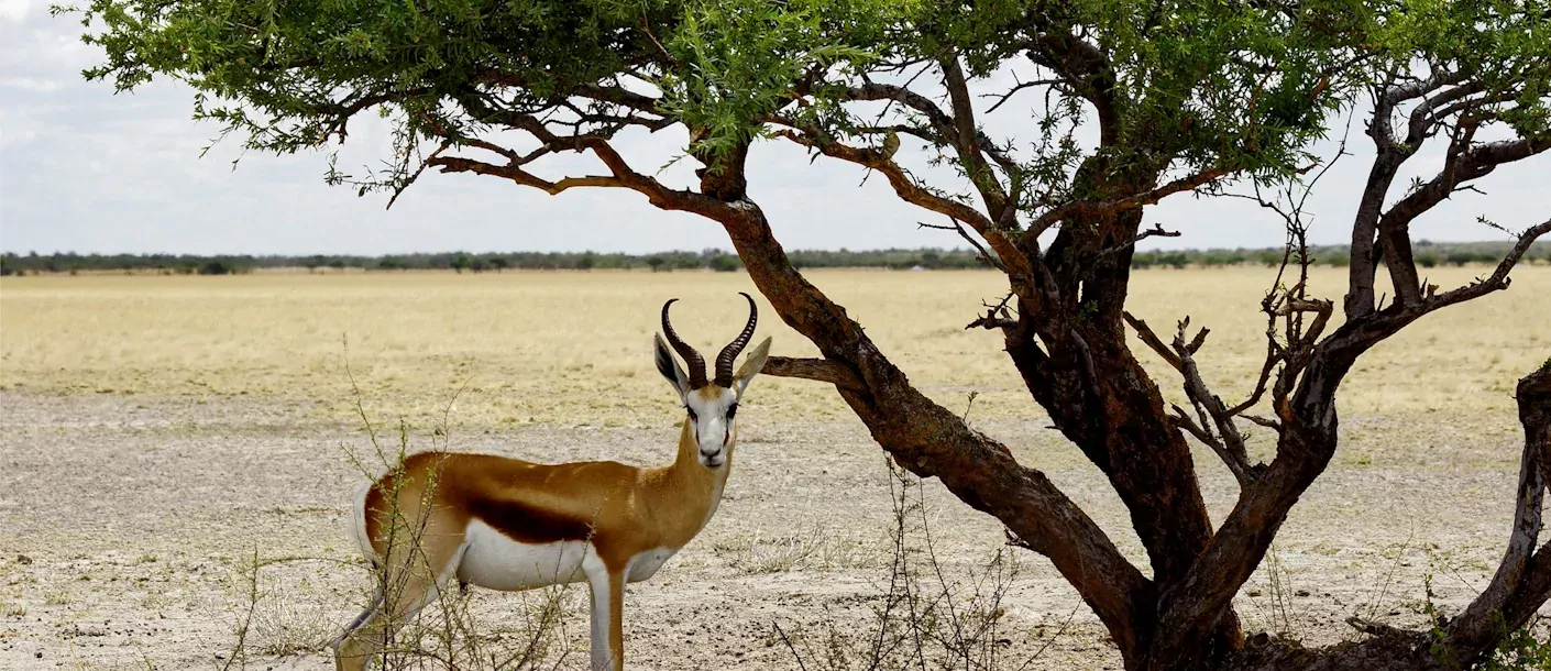 kalahari sprinbok.webp