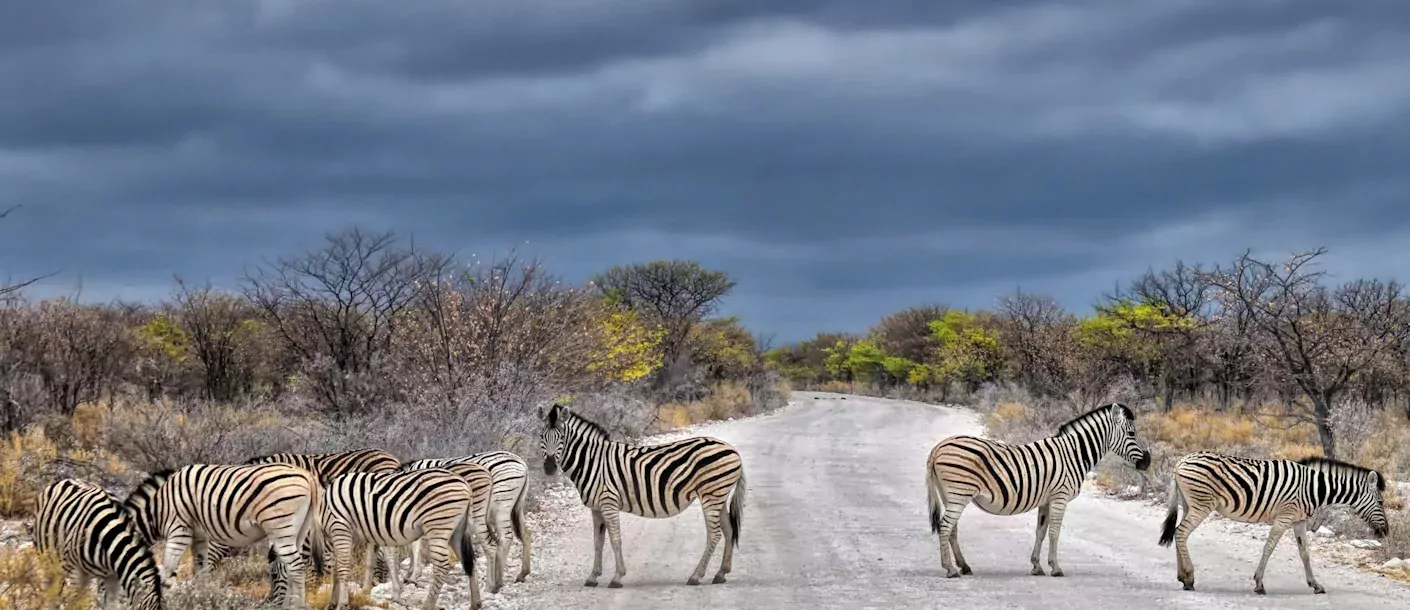 etosha - zebra's steken weg over.webp