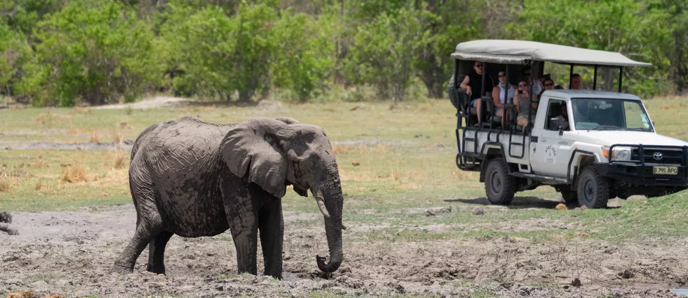 moremi game reserve (3).webp