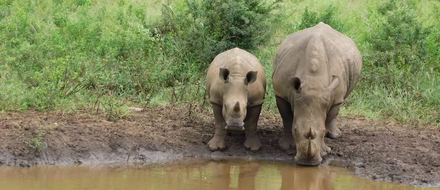 zuid afrika south africa hluhluwe rhino neushoorn.webp