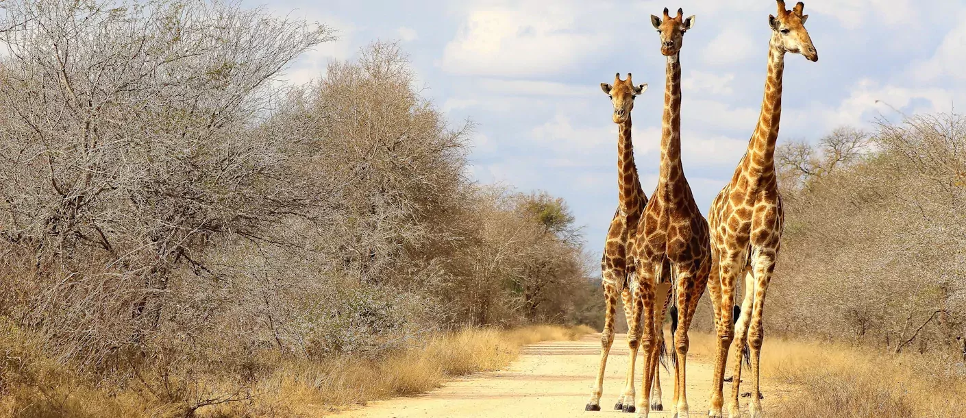 zuid afrika south africa kruger giraffe giraf.webp