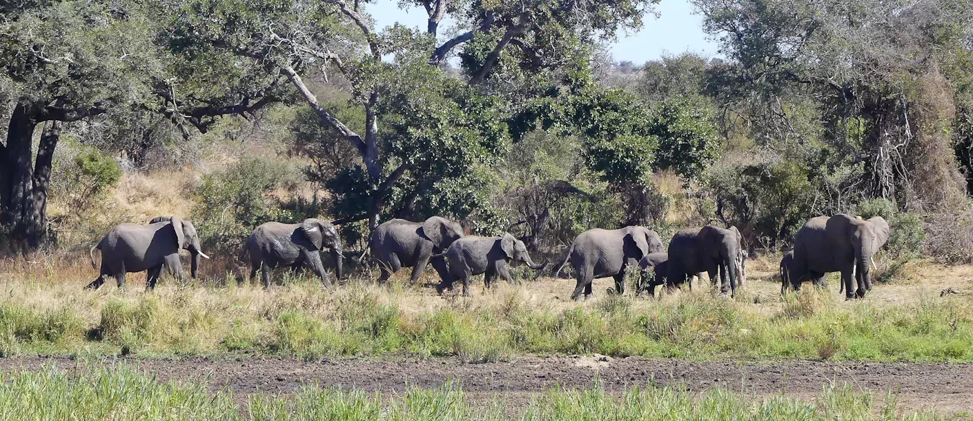 zuid afrika south africa kruger.webp