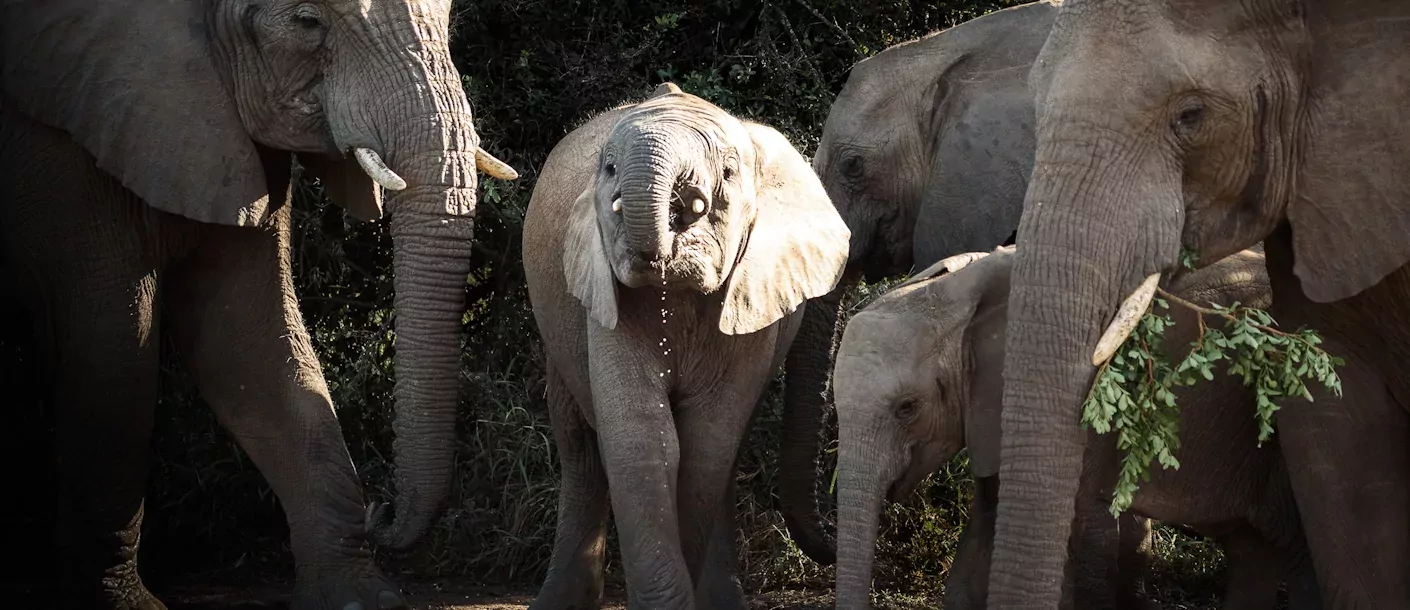 zuid frika south africa hluhluwe elephant olifant.webp