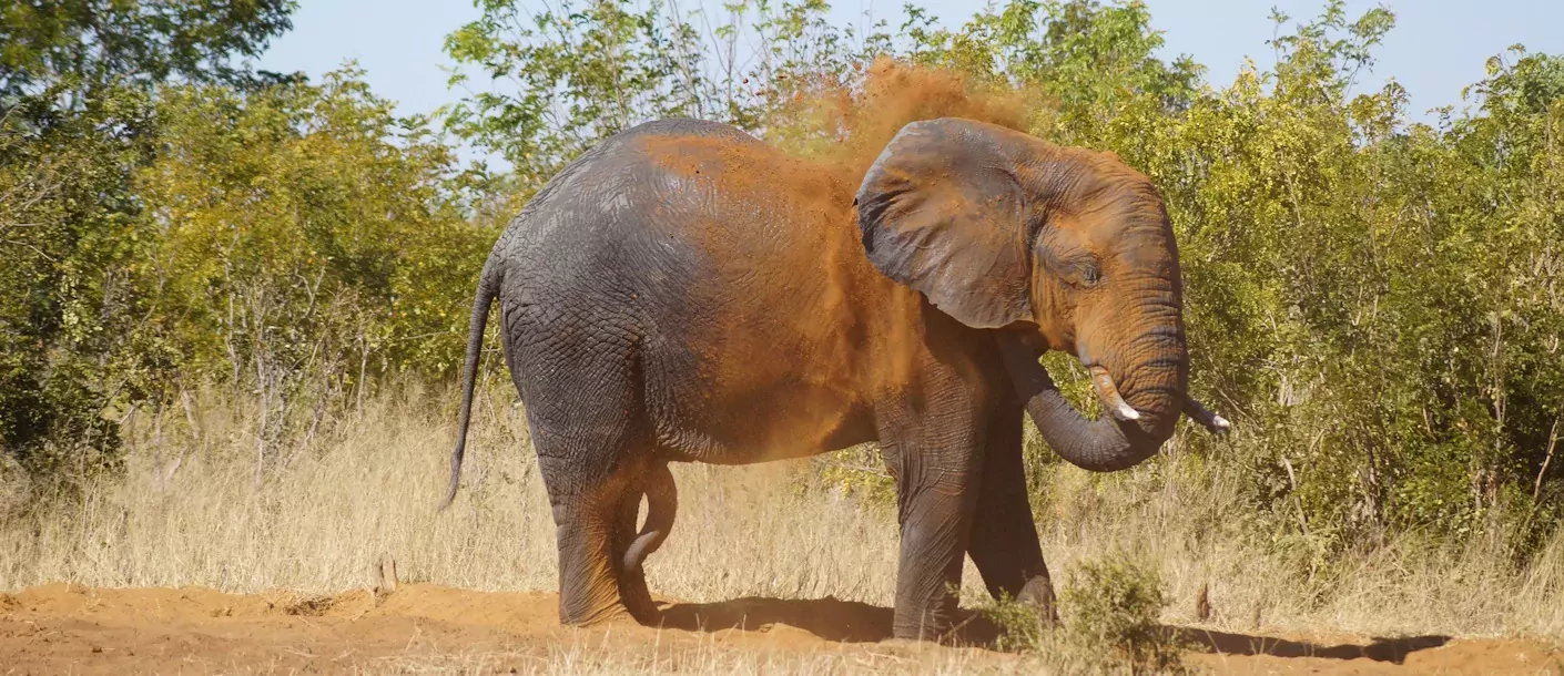 zimbabwe hwange olifant.webp