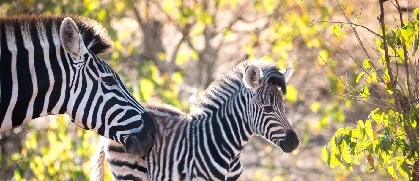 zuid afrika south africa kruger zebra met kalf.webp