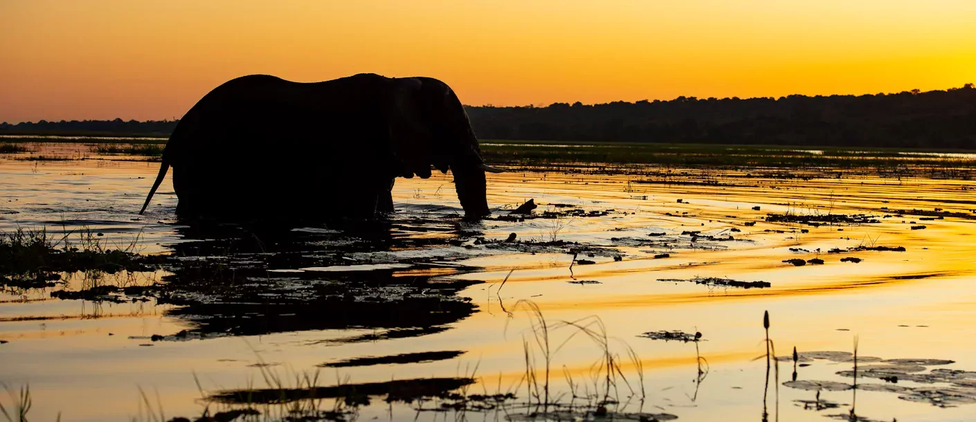 botswana chobe olifant zonsondergang.webp