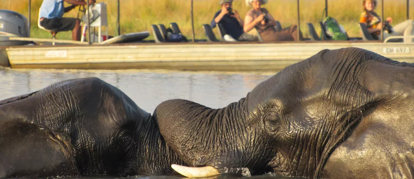 botswana chobe olifanten.webp