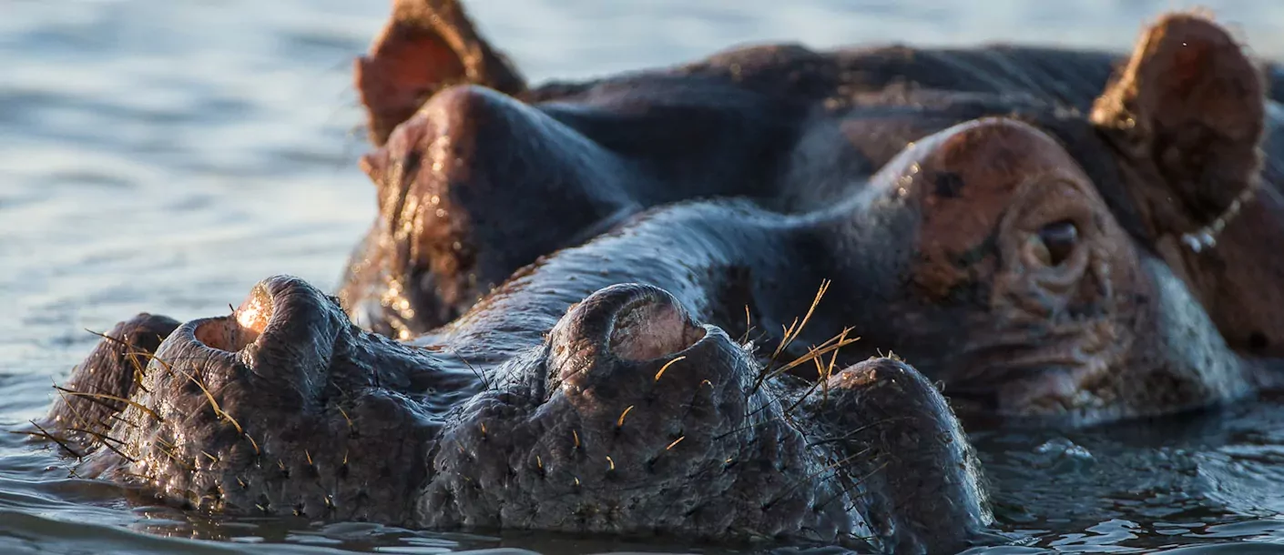 zuid afrika south africa st lucia hippo nijlpaard.webp