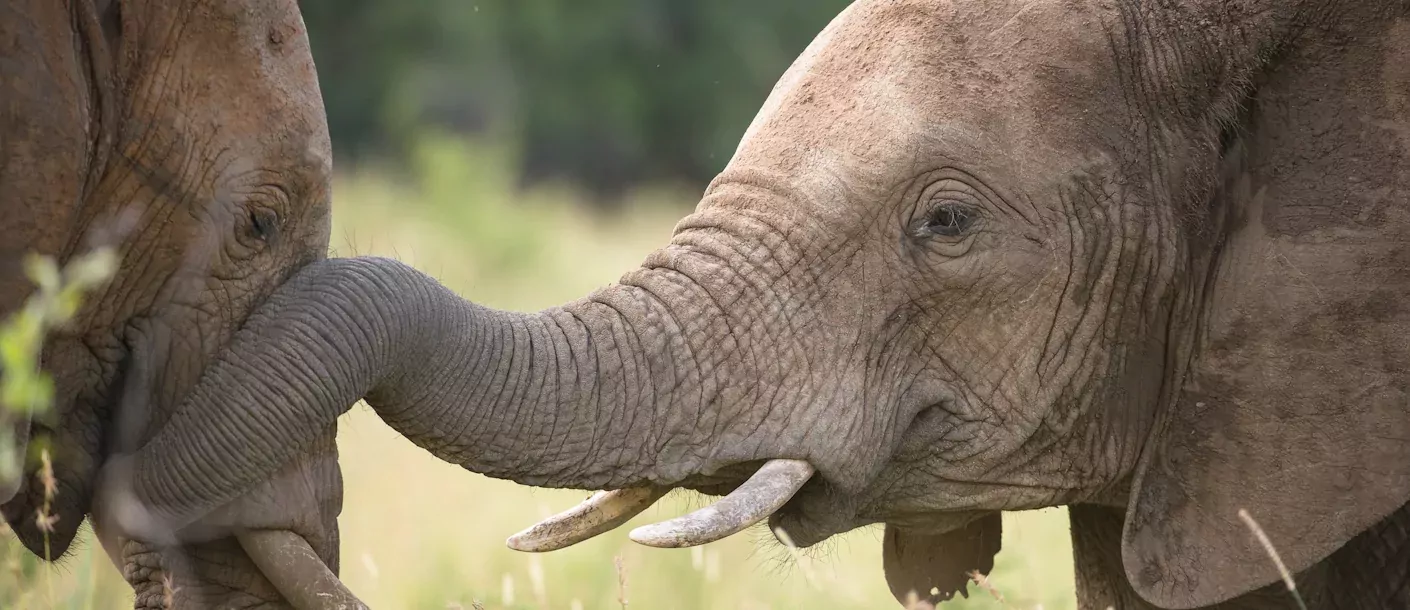 zuid afrika south africa kruger elephants olifanten.webp