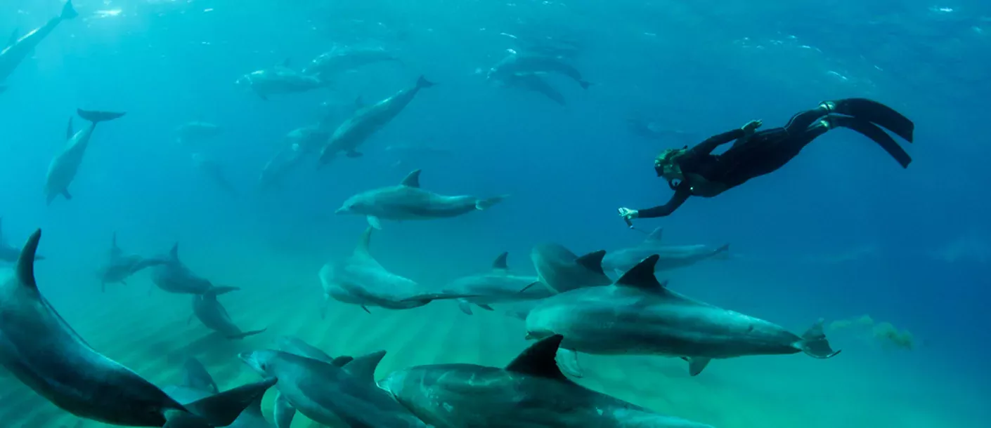 mozambique ponta dolphin duiken dolfijn .webp