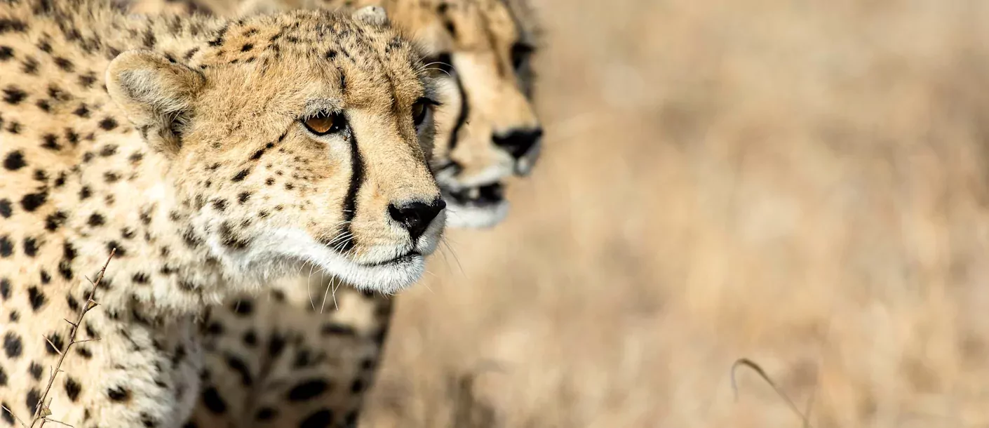 zuid afrika south africa kruger cheetah.webp
